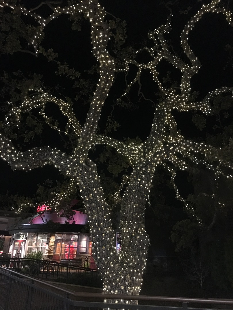 Oak Trees Decorated Christmas Lights